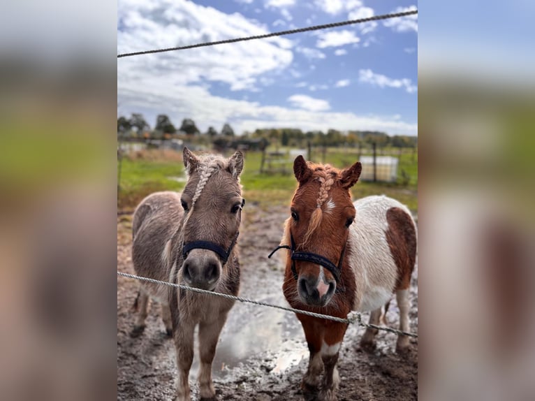 Mini Shetland Pony Hengst 4 Jahre  in Korschenbroich