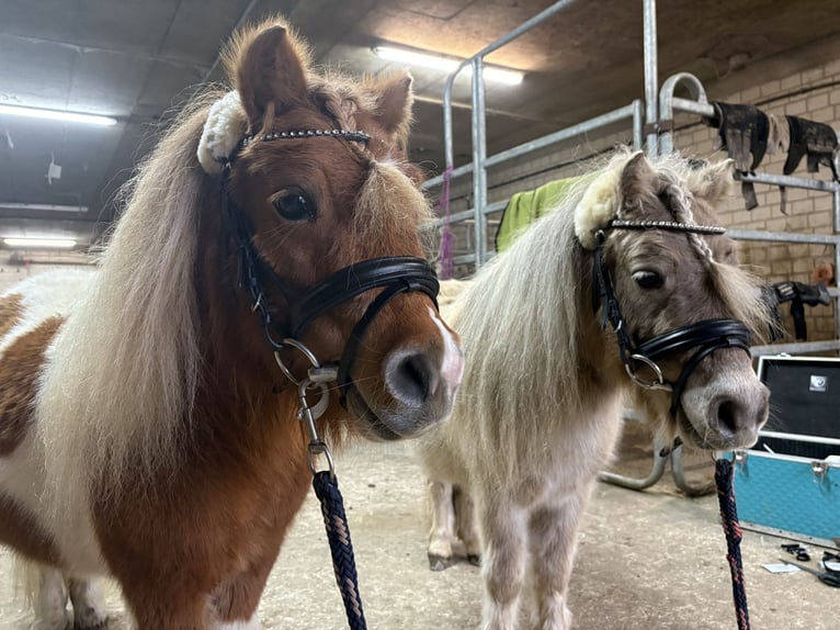 Mini Shetland Pony Hengst 4 Jahre  in Korschenbroich
