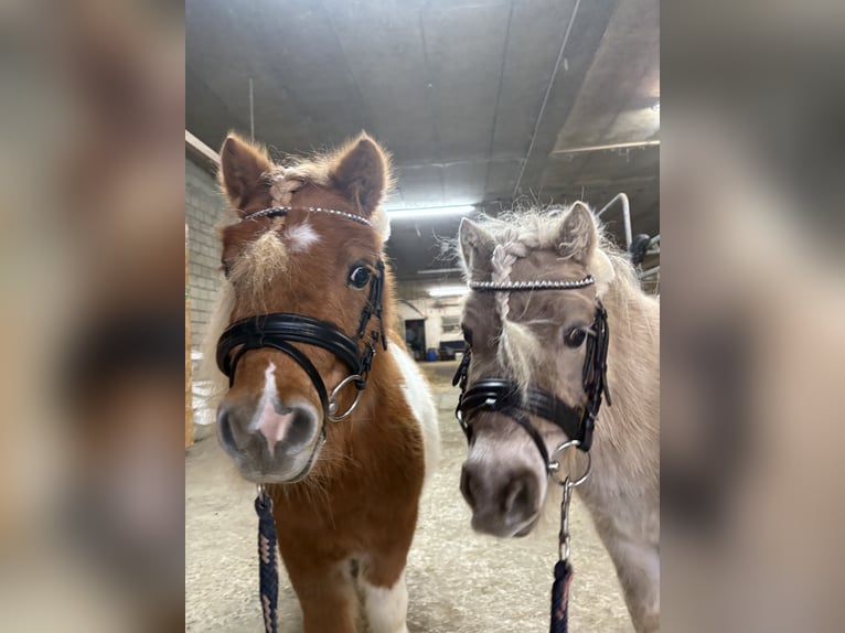 Mini Shetland Pony Hengst 4 Jahre  in Korschenbroich