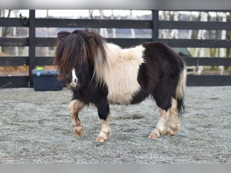 Mini Shetland Pony Hengst 5 Jaar 75 cm Gevlekt-paard in Klodzko