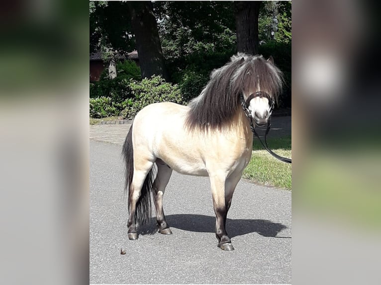 Mini Shetland Pony Hengst 5 Jaar 84 cm Buckskin in Bersenbrück