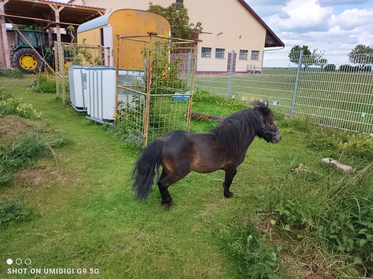 Mini Shetland Pony Hengst 5 Jahre 80 cm Schwarzbrauner in Unterschneidheim