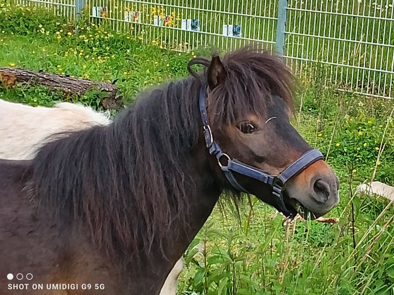 Mini Shetland Pony Hengst 5 Jahre 80 cm Schwarzbrauner in Unterschneidheim