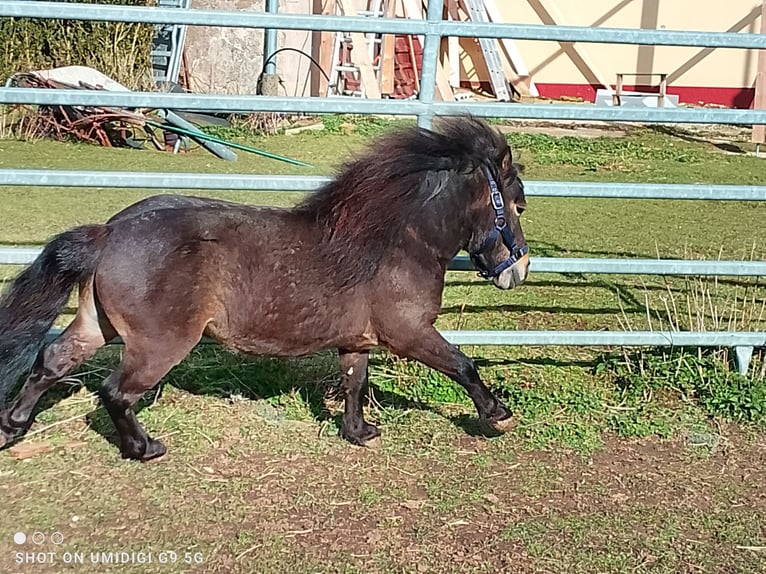 Mini Shetland Pony Hengst 5 Jahre 80 cm Schwarzbrauner in Unterschneidheim