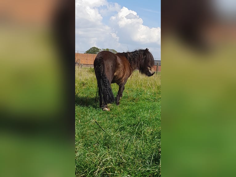 Mini Shetland Pony Hengst 5 Jahre 84 cm Brauner in MeedenMeeden