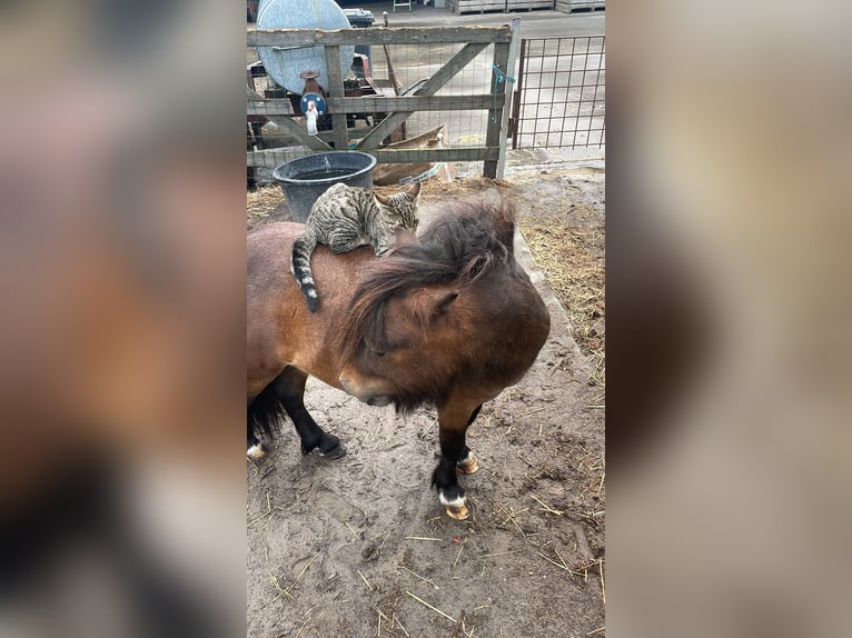Mini Shetland Pony Hengst 5 Jahre 84 cm Brauner in MeedenMeeden