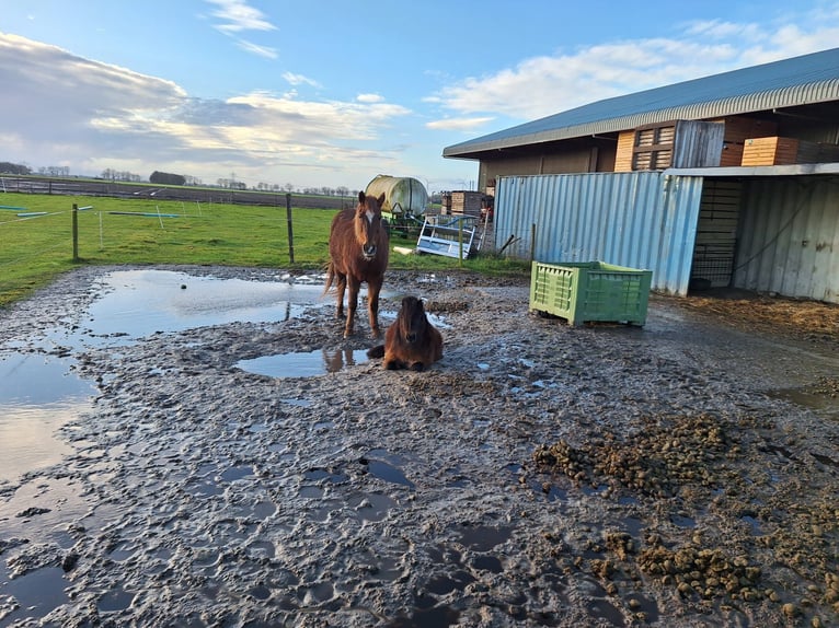 Mini Shetland Pony Hengst 5 Jahre 84 cm Brauner in MeedenMeeden