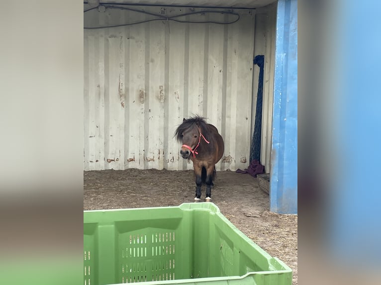 Mini Shetland Pony Hengst 5 Jahre 84 cm Brauner in MeedenMeeden