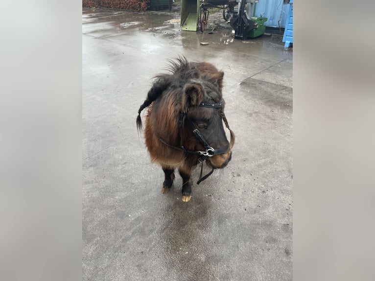 Mini Shetland Pony Hengst 5 Jahre 84 cm Brauner in MeedenMeeden