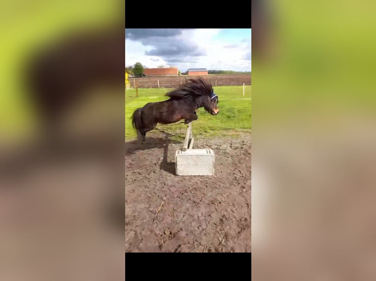 Mini Shetland Pony Hengst 5 Jahre 84 cm Brauner in MeedenMeeden
