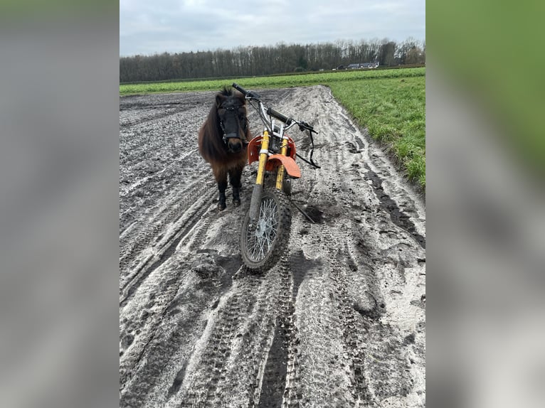 Mini Shetland Pony Hengst 5 Jahre 84 cm Brauner in MeedenMeeden