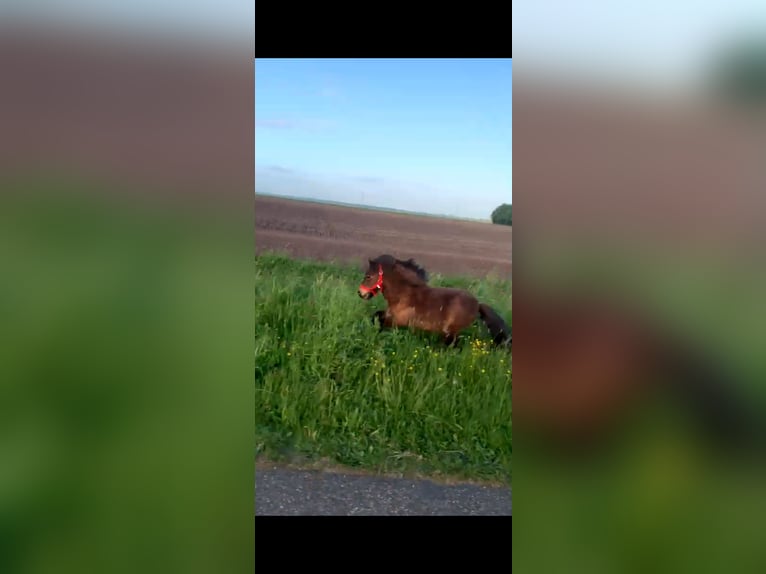Mini Shetland Pony Hengst 5 Jahre 84 cm Brauner in MeedenMeeden