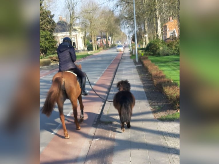 Mini Shetland Pony Hengst 5 Jahre 84 cm Brauner in MeedenMeeden