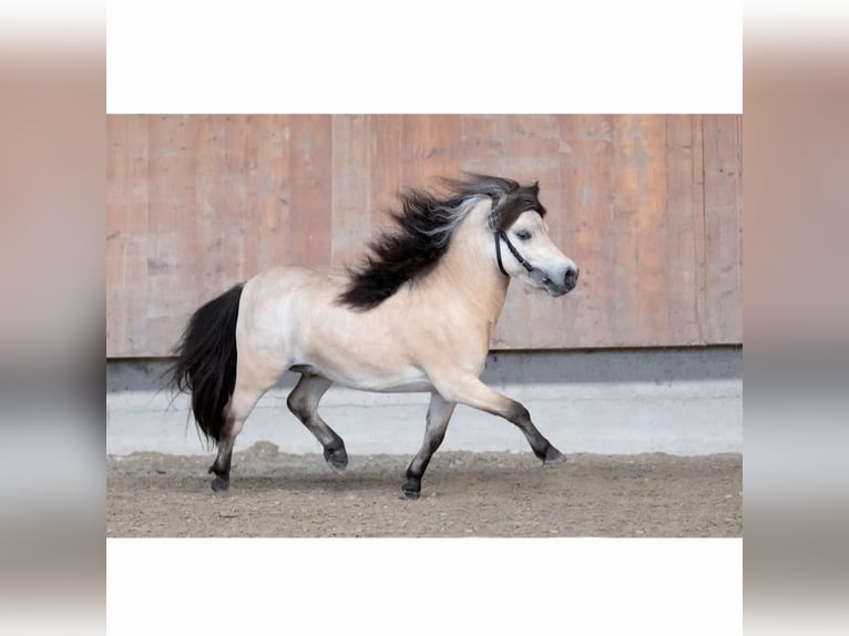 Mini Shetland Pony Hengst 5 Jahre 84 cm Buckskin in Bersenbrück