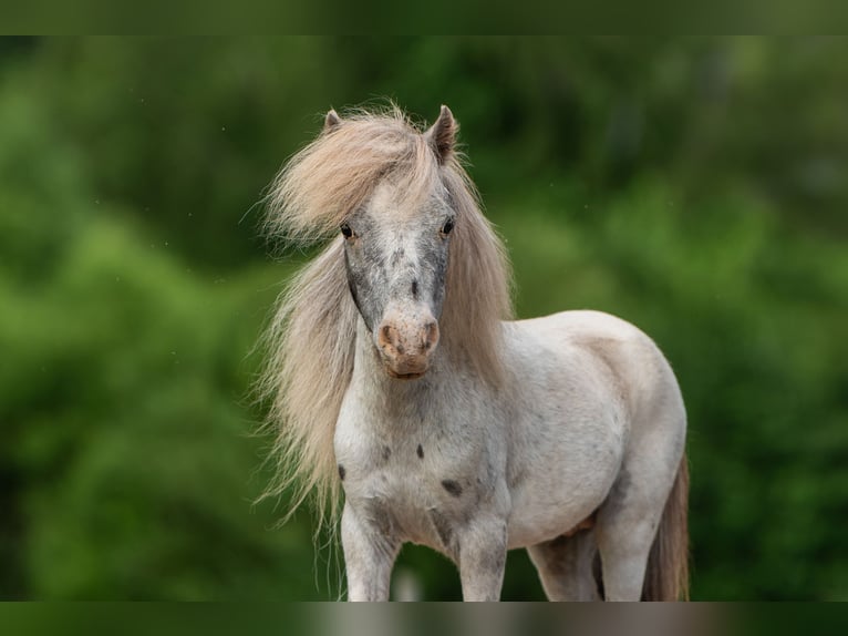 Mini Shetland Pony Mix Hengst 6 Jaar 74 cm Appaloosa in Augšdaugavas nov.