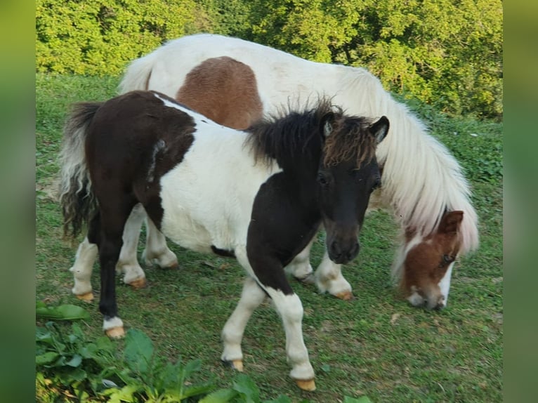 Mini Shetland Pony Hengst 6 Jaar 81 cm Gevlekt-paard in Fernitz