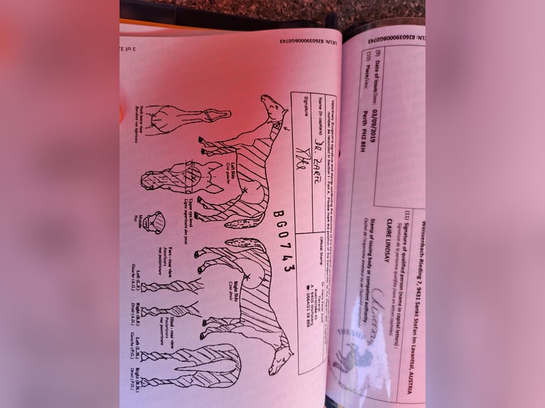 Mini Shetland Pony Hengst 6 Jaar 81 cm Gevlekt-paard in Fernitz