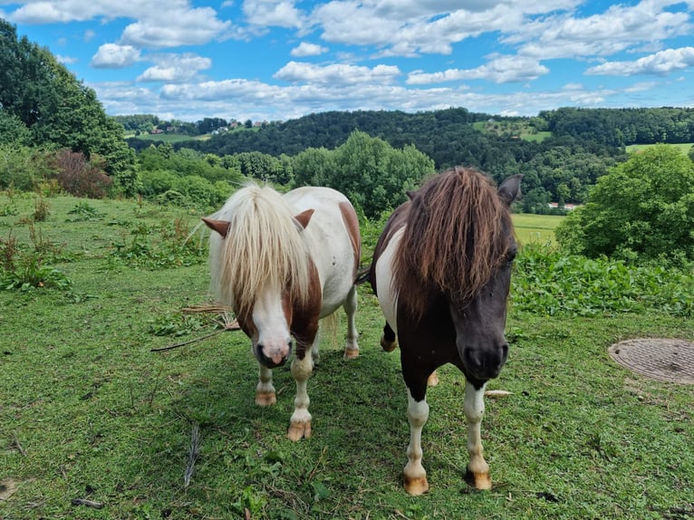 Mini Shetland Pony Hengst 6 Jaar 81 cm Gevlekt-paard in Fernitz