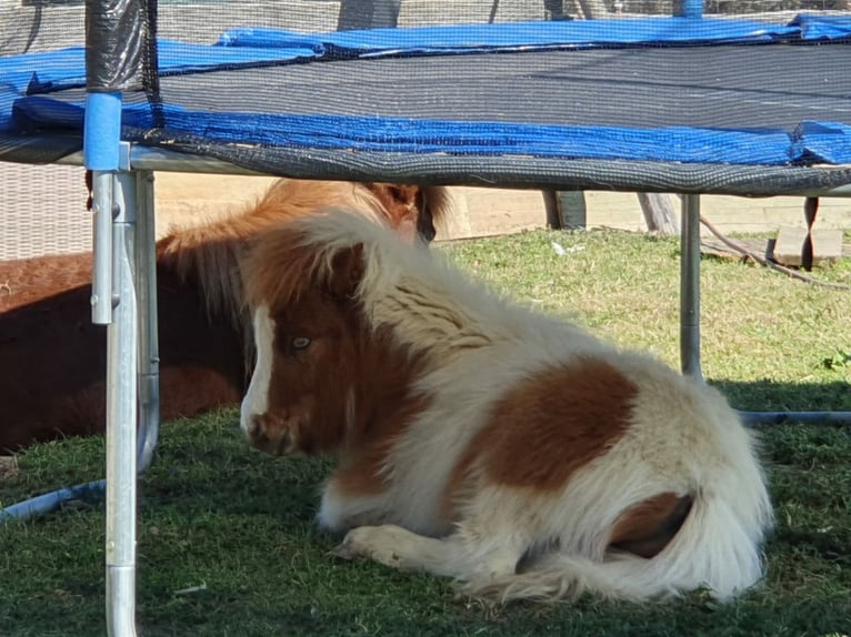 Mini Shetland Pony Hengst 6 Jaar 81 cm Gevlekt-paard in Fernitz