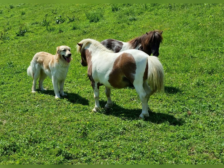 Mini Shetland Pony Hengst 6 Jaar 81 cm Gevlekt-paard in Fernitz