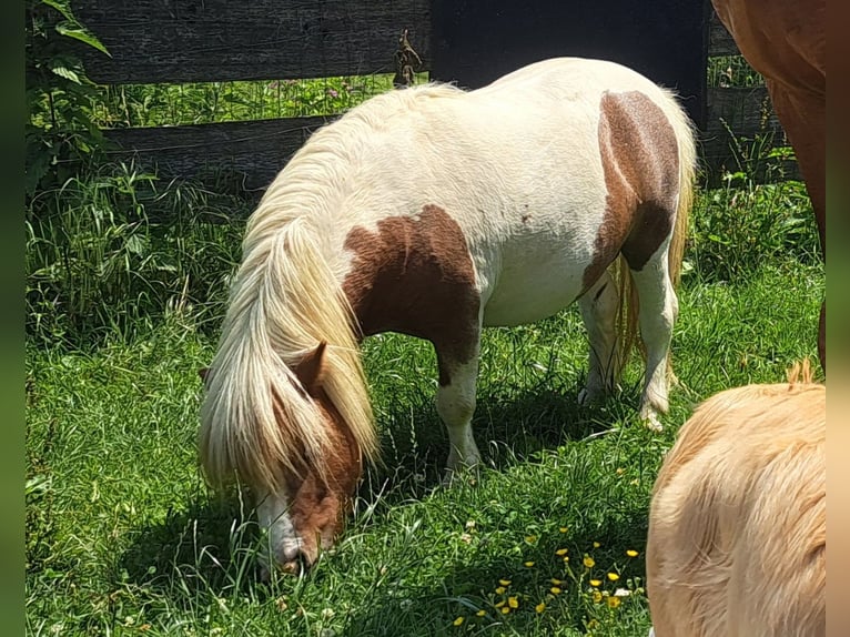 Mini Shetland Pony Hengst 6 Jaar 81 cm Gevlekt-paard in Fernitz