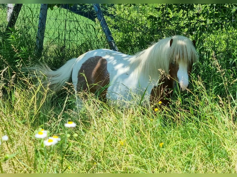 Mini Shetland Pony Hengst 6 Jaar 81 cm Gevlekt-paard in Fernitz
