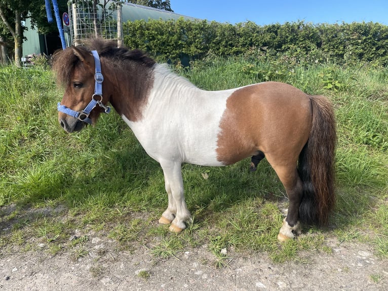 Mini Shetland Pony Hengst 6 Jaar 84 cm Gevlekt-paard in Fehmarn