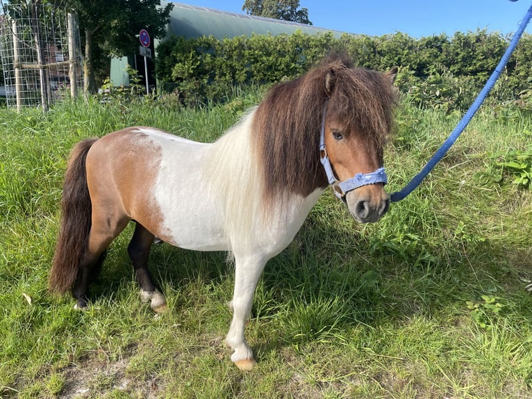 Mini Shetland Pony Hengst 6 Jaar 84 cm Gevlekt-paard in Fehmarn