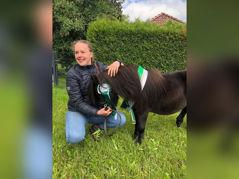 Mini Shetland Pony Hengst 6 Jaar 84 cm Zwart in Tweng