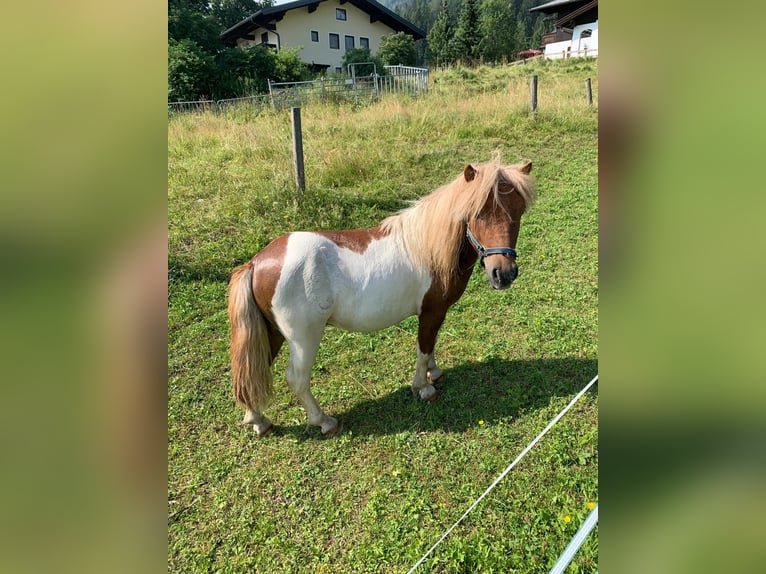 Mini Shetland Pony Mix Hengst 6 Jaar 90 cm Gevlekt-paard in Flachau