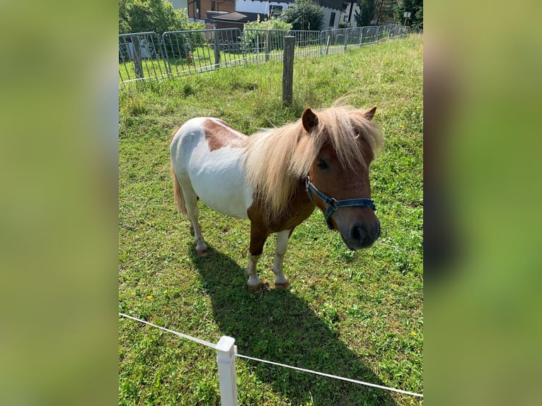 Mini Shetland Pony Mix Hengst 6 Jaar 90 cm Gevlekt-paard in Flachau