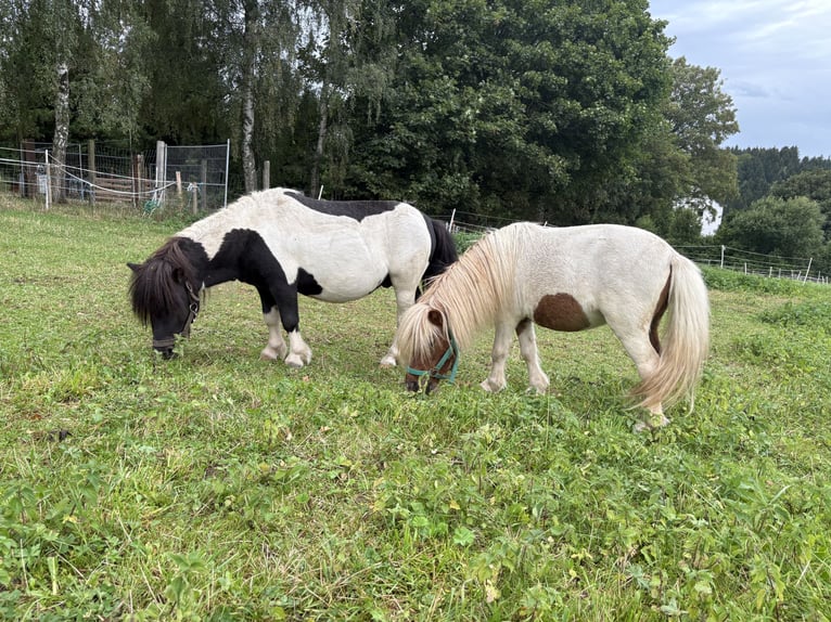 Mini Shetland Pony Hengst 6 Jahre 87 cm Schecke in Neuhausen/Erzgebirge