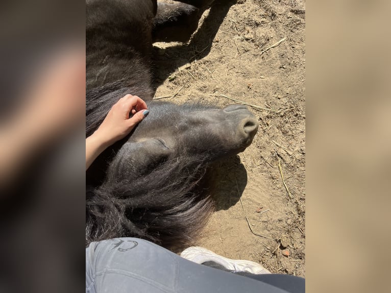 Mini Shetland Pony Hengst 7 Jaar 87 cm in Westerkappeln