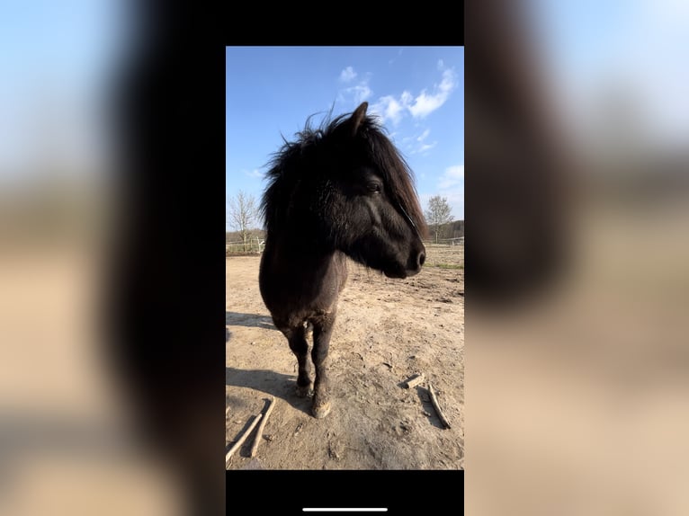 Mini Shetland Pony Hengst 7 Jaar 87 cm in Westerkappeln