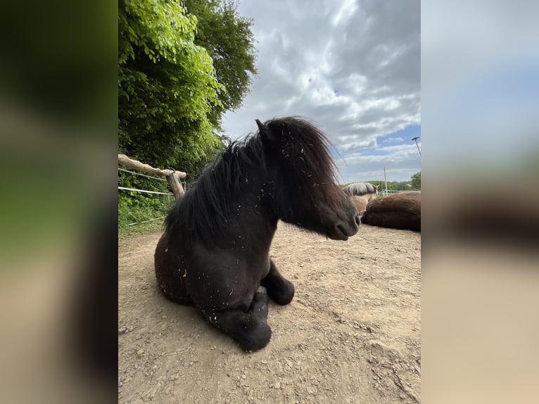 Mini Shetland Pony Hengst 7 Jaar 87 cm in Westerkappeln