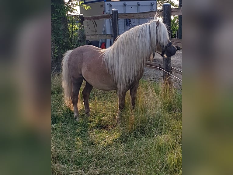 Mini Shetland Pony Hengst 7 Jahre 84 cm Fuchs in Wangerland Hohenkirchen