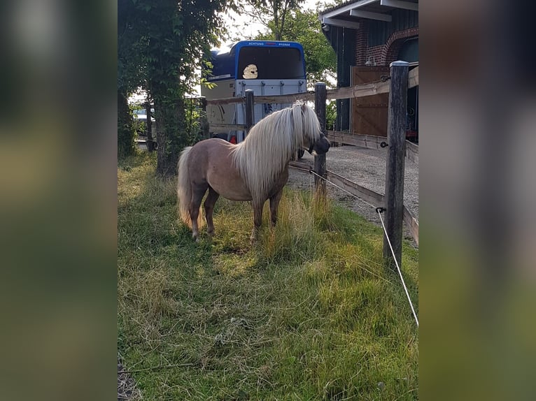 Mini Shetland Pony Hengst 7 Jahre 84 cm Fuchs in Wangerland Hohenkirchen