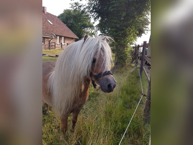 Mini Shetland Pony Hengst 7 Jahre 84 cm Fuchs in Wangerland Hohenkirchen