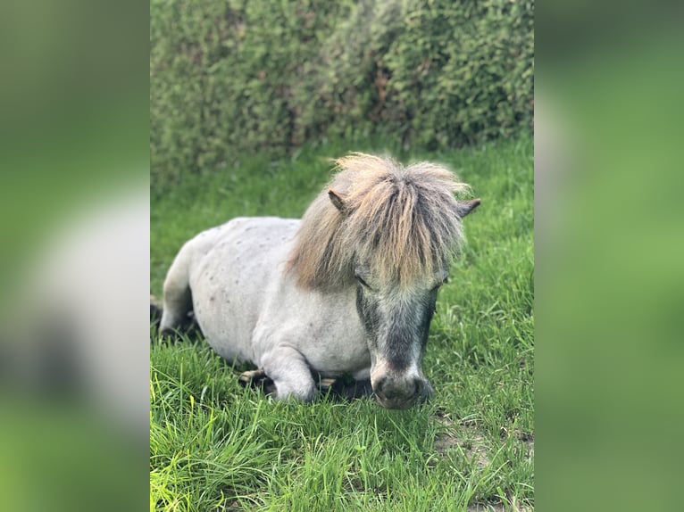 Mini Shetland Pony Hengst 7 Jahre 85 cm in Oberstaufen