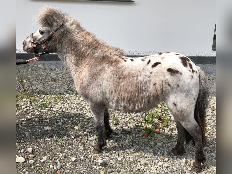 Mini Shetland Pony Hengst 7 Jahre 85 cm in Oberstaufen