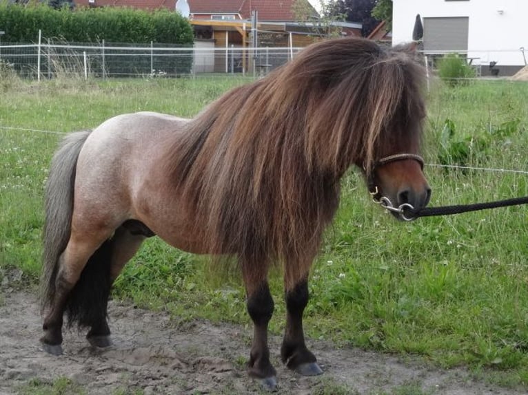 Mini Shetland Pony Hengst 8 Jaar 78 cm Roan-Bay in Gutow