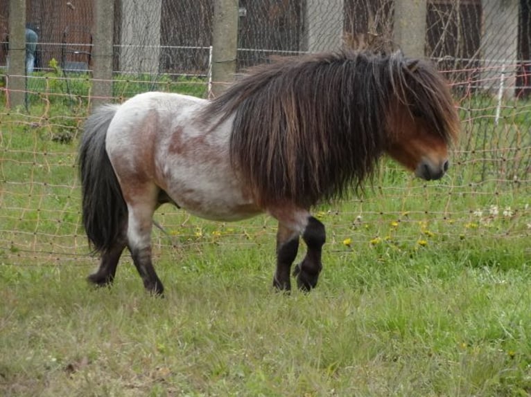 Mini Shetland Pony Hengst 8 Jaar 78 cm Roan-Bay in Gutow