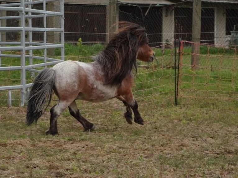 Mini Shetland Pony Hengst 8 Jaar 78 cm Roan-Bay in Gutow