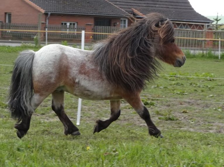 Mini Shetland Pony Hengst 8 Jaar 78 cm Roan-Bay in Gutow