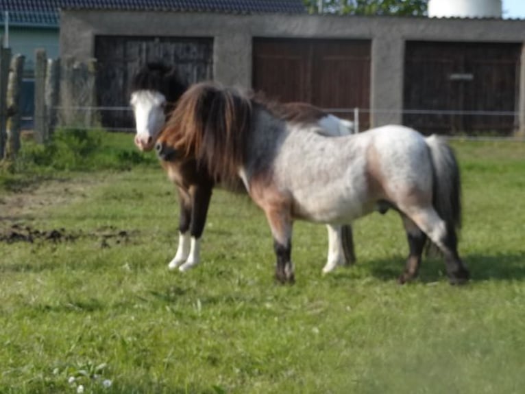 Mini Shetland Pony Hengst 8 Jaar 78 cm Roan-Bay in Gutow