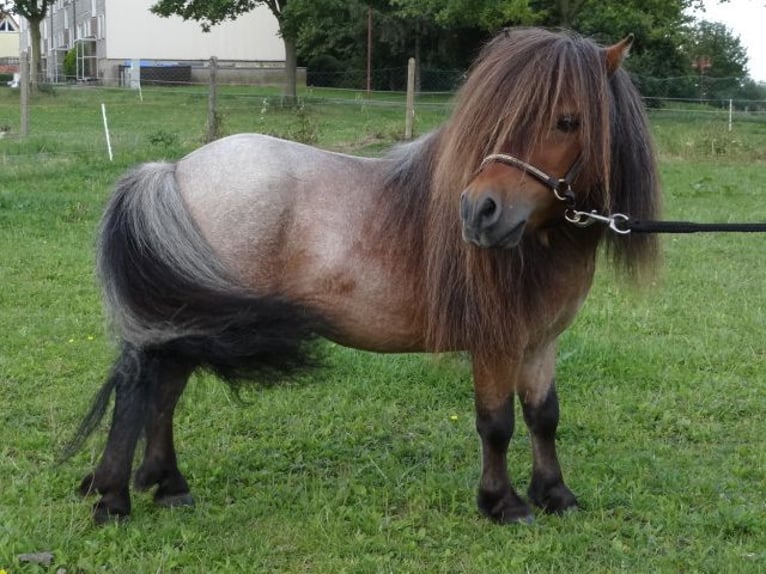 Mini Shetland Pony Hengst 8 Jaar 78 cm Roan-Bay in Gutow