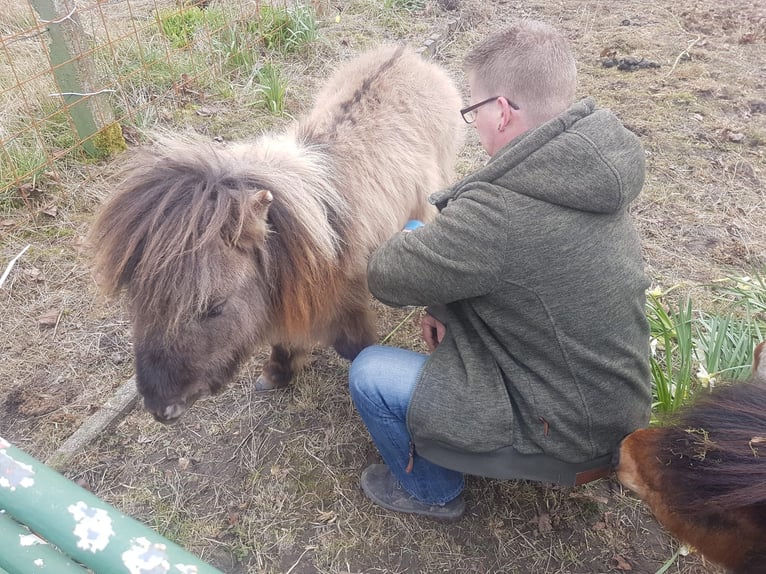 Mini Shetland Pony Hengst 8 Jaar Falbe in Sande