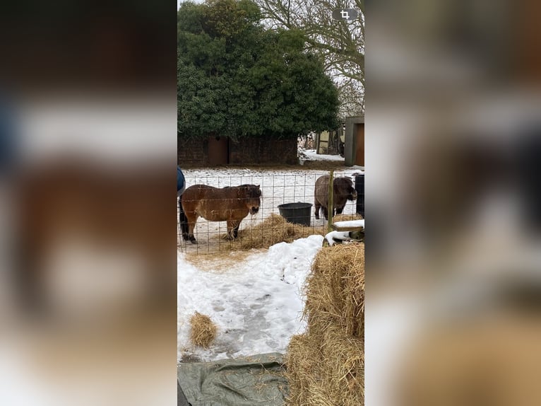 Mini Shetland Pony Hengst 8 Jaar Falbe in Sande