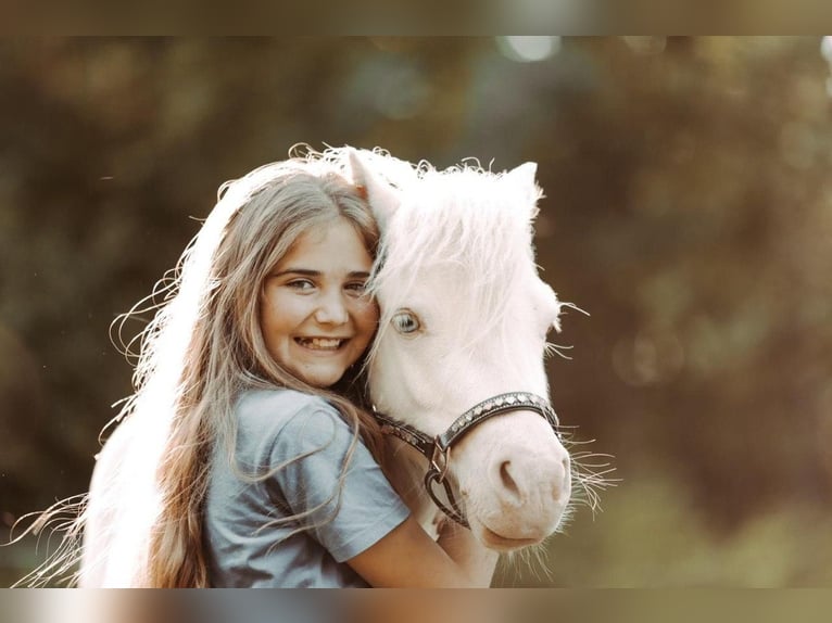 Mini Shetland Pony Hengst 8 Jahre 68 cm Brauner in Kassel