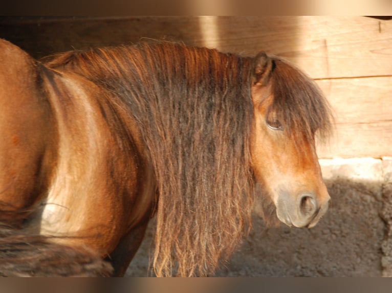 Mini Shetland Pony Hengst 8 Jahre 68 cm Brauner in Kassel